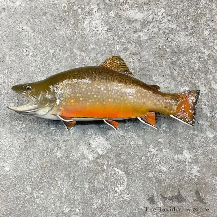 14″ Brook Trout Taxidermy Fish Mount For Sale