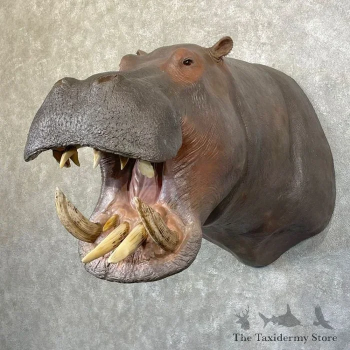 African Hippopotamus Taxidermy Shoulder Mount For Sale