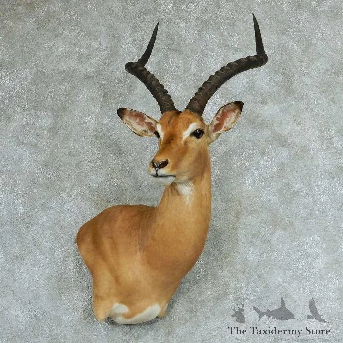 African Impala Wall Pedestal Mount