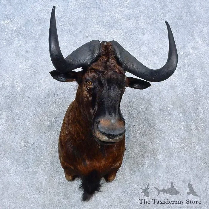 Black Wildebeest Taxidermy Shoulder Mount For Sale
