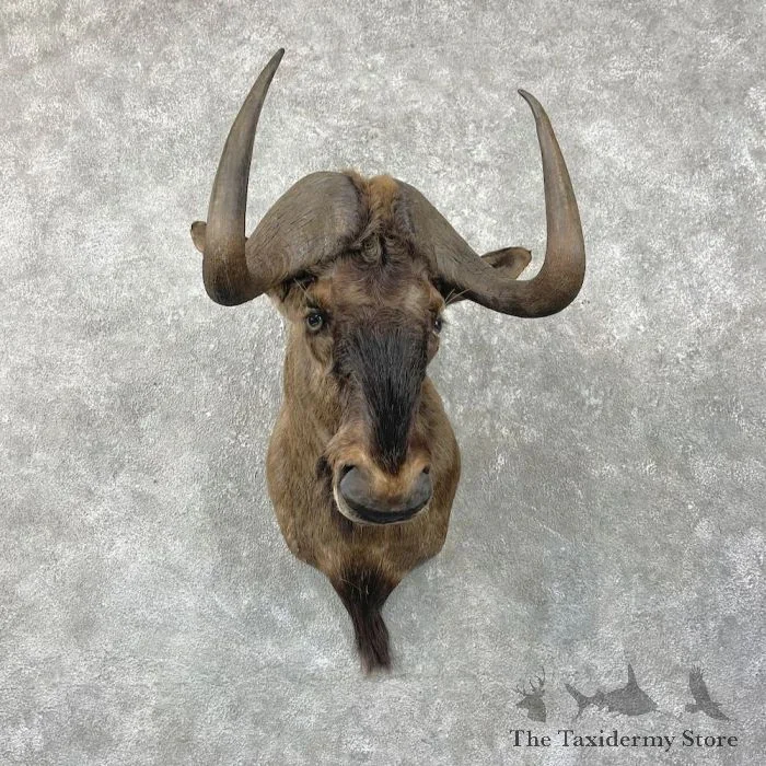 Black Wildebeest Taxidermy Shoulder Mount For Sale
