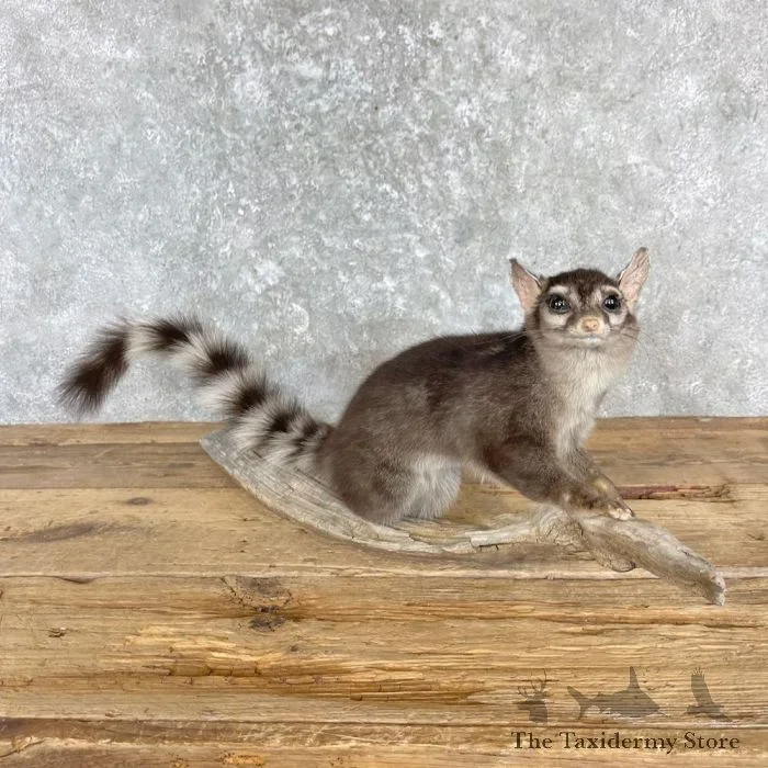 Cacomistle Taxidermy Mount For Sale