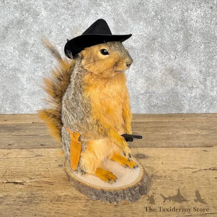 Cowboy Fox Squirrel Novelty Taxidermy Mount For Sale