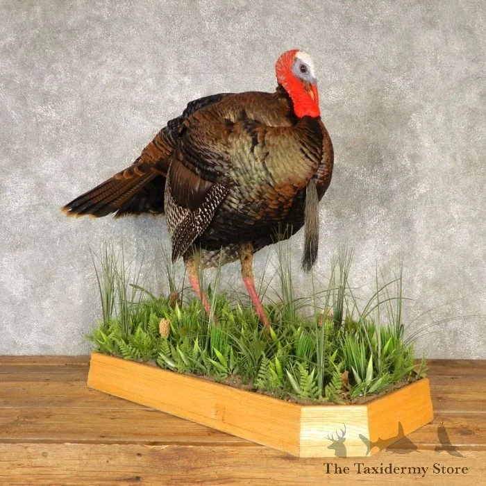 Eastern Wild Turkey Taxidermy Bird Mount For Sale