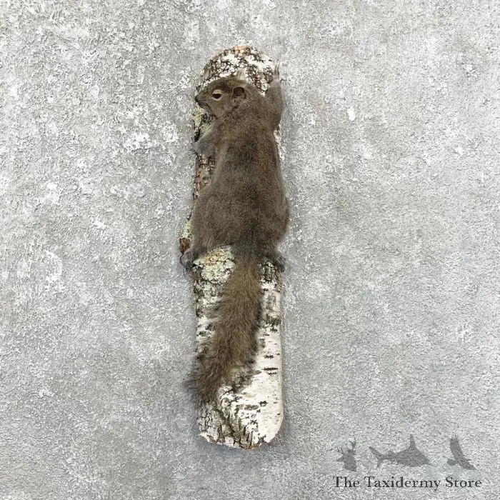 Grey Squirrel Taxidermy Mount For Sale