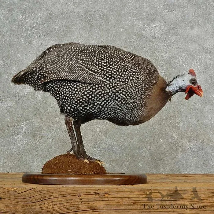 Guineafowl Taxidermy Bird Mount For Sale