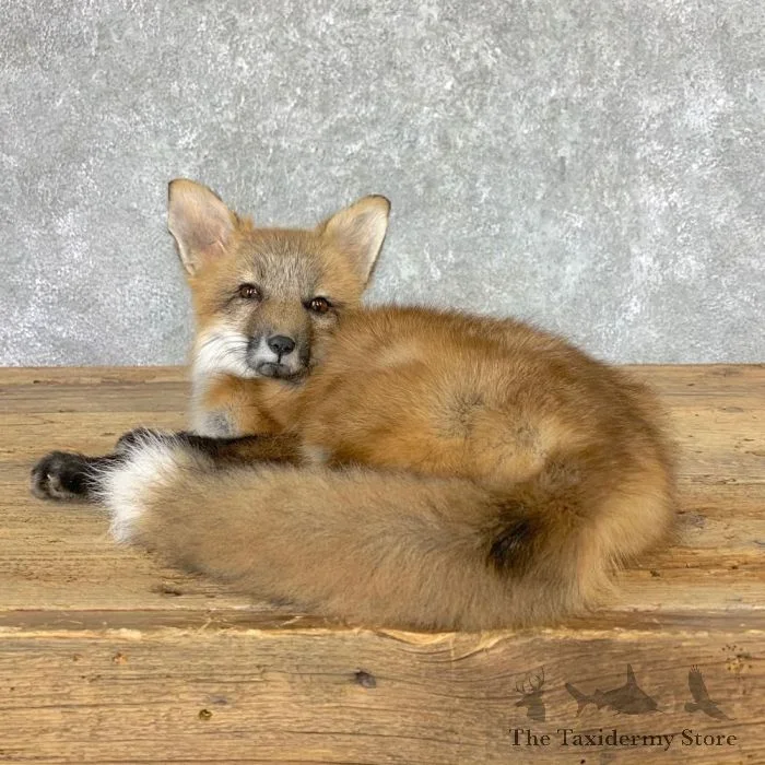 Juvenile Red Fox Life-Size Taxidermy Mount For Sale