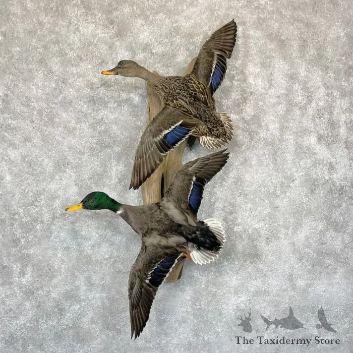 Mallard Drake and Hen Taxidermy Duck Mount For Sale