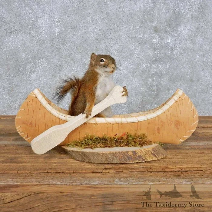 Novelty Red Squirrel Taxidermy Mount For Sale