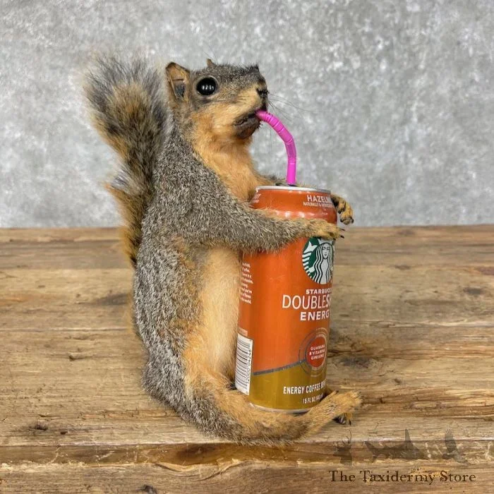 Novelty Squirrel Life-Size Taxidermy Mount For Sale