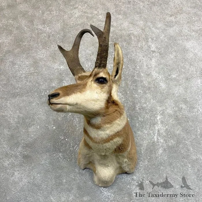 Pronghorn Antelope Taxidermy Shoulder Mount For Sale