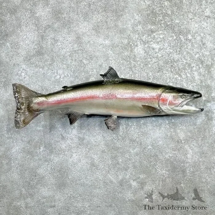 Rainbow Trout Taxidermy Fish Mount For Sale