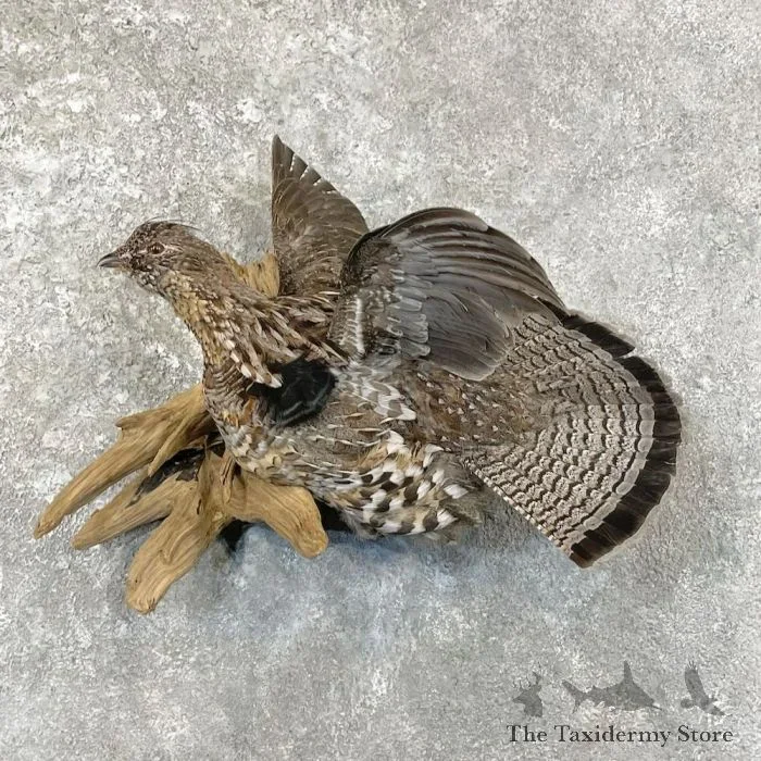 Ruffed Grouse Taxidermy Bird Mount For Sale