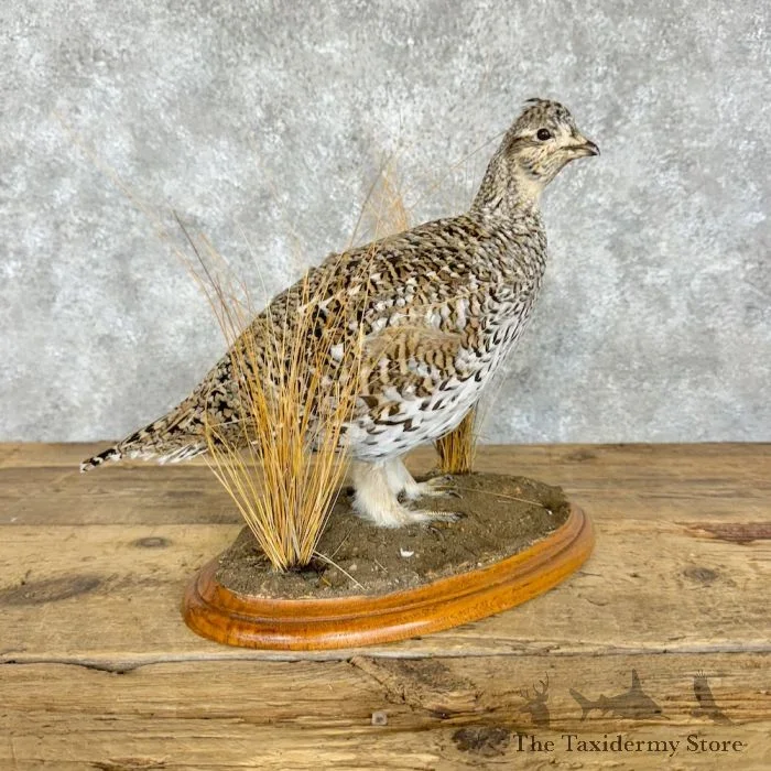 Sharp-tailed Grouse Taxidermy Bird Mount For Sale