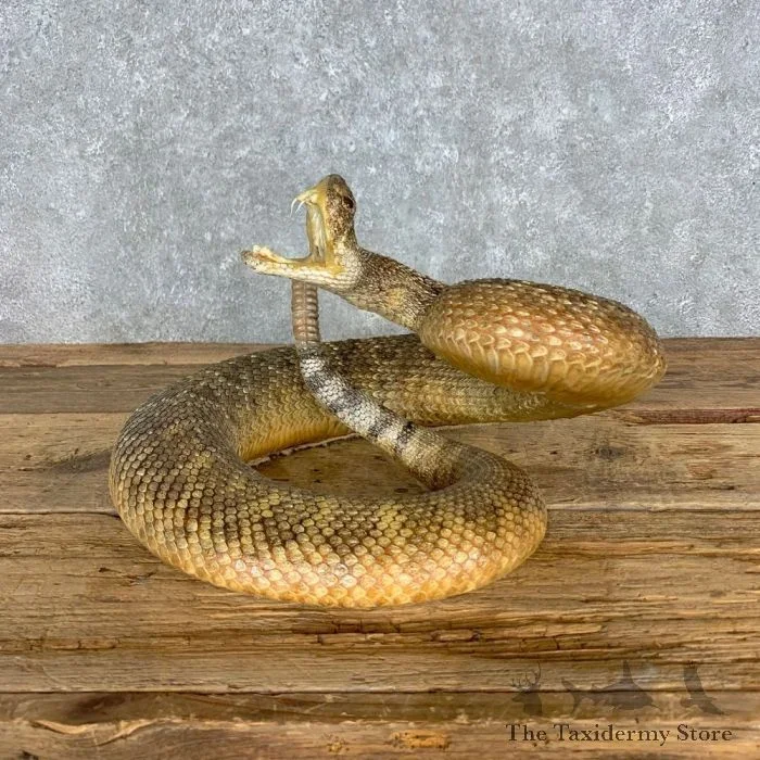 Western Diamondback Rattlesnake Taxidermy Mount For Sale