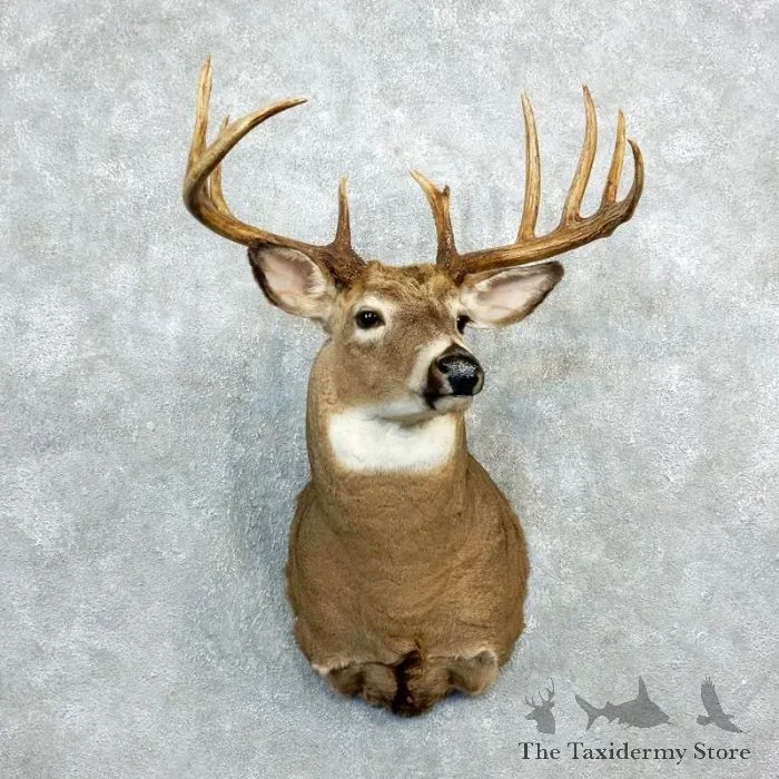 Whitetail Deer Shoulder Taxidermy Mount For Sale