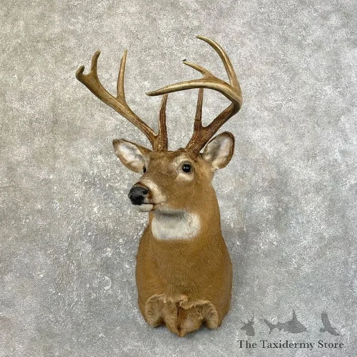Whitetail Deer Taxidermy Shoulder Mount For Sale