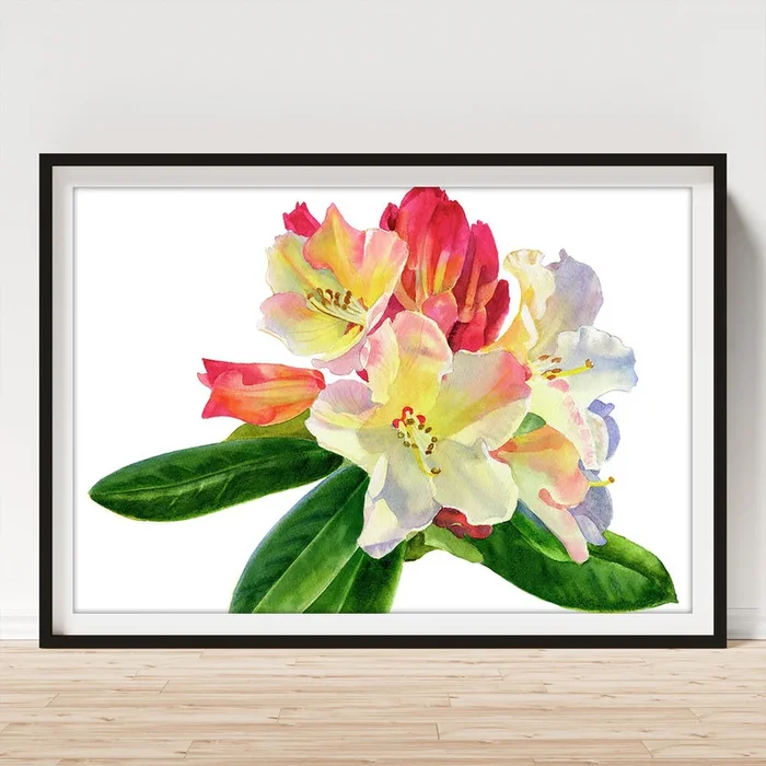 Yellow Rhododendron with White Background Art Print