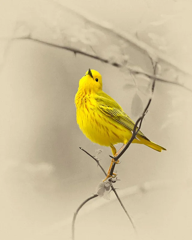 Yellow Warbler Bird Art Prints by James Brown