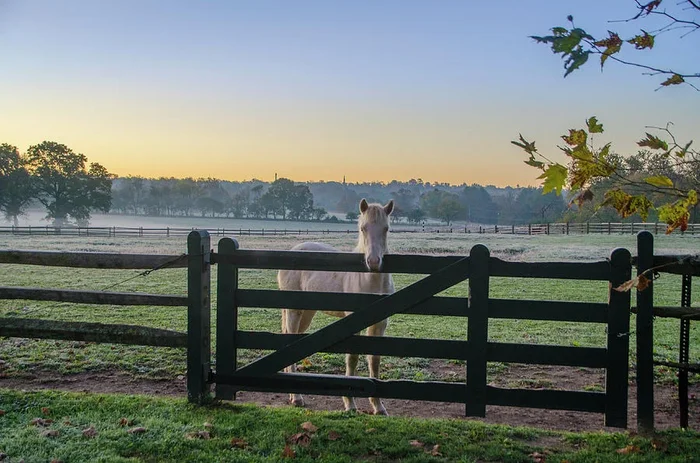 Young Horse at Erdenheim Farms