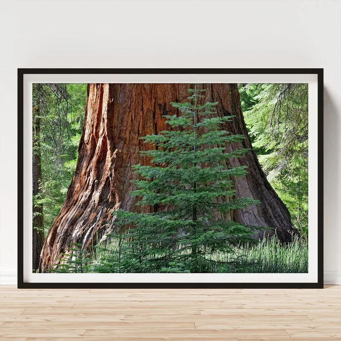 Young Sequoia Tree At Mariposa Grove Art Print