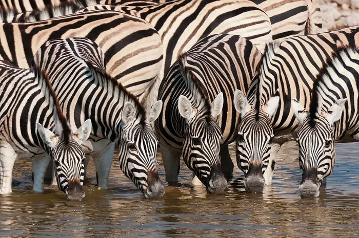 Zeal Of Burchell’s Zebras (equus Burchellii) Drinking At Waterhole, Etosha National Park, Namibia