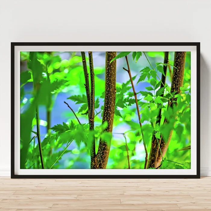 Zen Forest Art Print