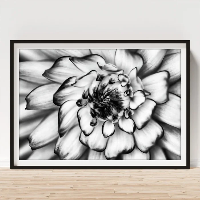 Zinnia Close Up in Black and White Art Print
